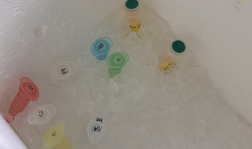 Eppendorf-Cups